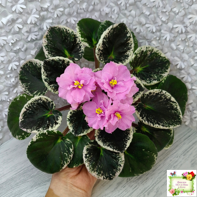 Р-Донна Роза Дальвадорес (В. Зуб) 2021 г.