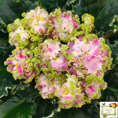 МТ-Античная Брошь (М. Тотиева) 2025 г. (лист посажен 24.01.26)