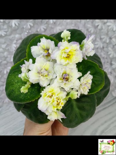 ЛЕ-Золото Нибелунгов Голд  (Е. Лебецкая) 2020 г. (лист укоренённый)