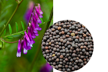 Вика озимая