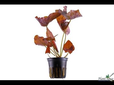 Нимфея тигровый лотос (красная) (пластиковый горшок)