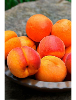 Абрикос  Янтарный