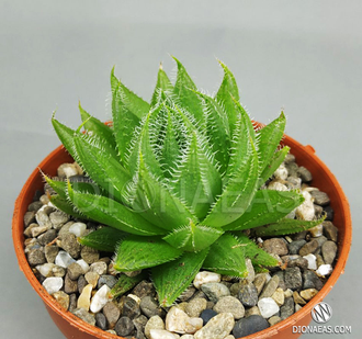 Haworthia Cooperi Picturata