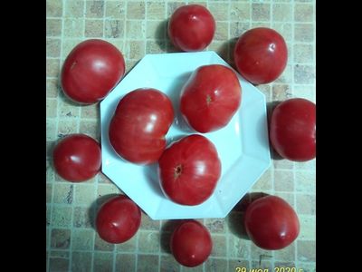 Томат Роза Техаса