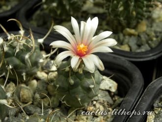 Turbinicarpus bonatzii - 5 семян