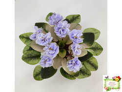 Scales (Е. Лебецкая)