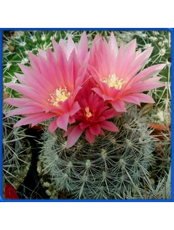 Thelocephala chilensis JN 1363