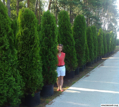 Туя Смарагд - Smaragd 3 метра