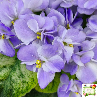 Rob's Wascally Wabbit (R. Robinson) (10983) 05/16/2018