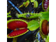 Венерина Мухоловка, Дионея Мусципула (Dionaea muscipula). Купить Хищное растение Дионея в Украине.