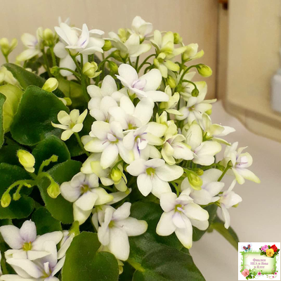 Broadway Star Trail (Селекционер неизвестен) трейлер