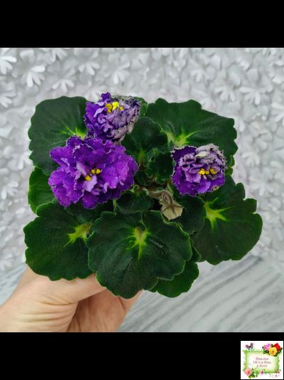 ДВ-Елена Прекрасная (Д. Лягина) 2024 г. (Стартер)