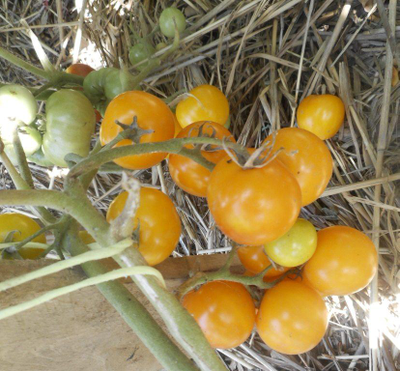 Томат Нижегородский кудяблик