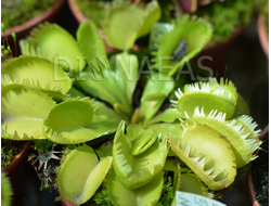 Dionaea muscipula Triton