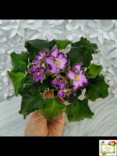 АВ-Пенная Вечеринка (Фиалковод) 2021 г.