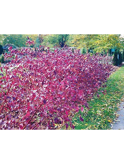 Дерен белый Siberian Pearls