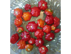 Перец острый Бразильская морская звезда (Red Brazilian Starfish)