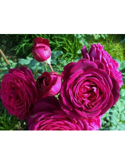 Иоганн Вольфганг Фон Гете  (Johann Wolfgang von Goethe) роза , ЗКС