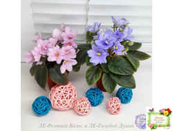 ЛЕ-Голубой Дунай (Е. Лебецкая) 2018 трейлер (пасынок сорт посажен 20.10.25)