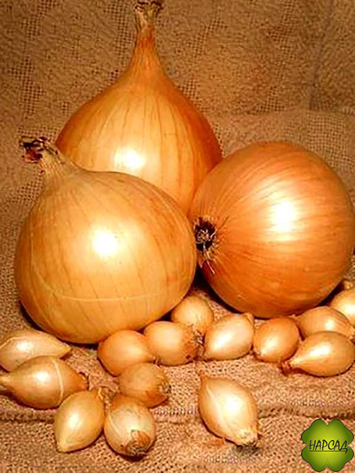 ЛУК-СЕВОК "ГЕРКУЛЕС F1" (не стрелкуется, урожайный, 0,5 кг)