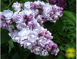 СИРЕНЬ "МИХАЙЛО ЛОМОНОСОВ"