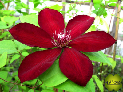 Клематис "Solidarno??" (Солидарность)