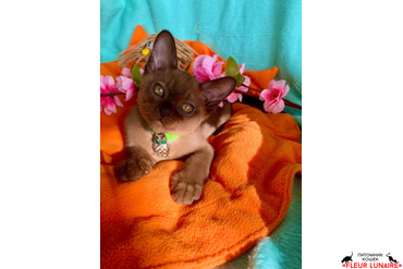 Бурманский мальчик 