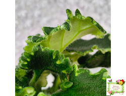 LV-Крапивка (Л. Шевелева) 2024 г. (лист посажен 15.09.25)