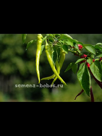 Перец  Чорбаджийский, 10 шт