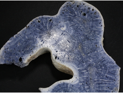 Коралл голубой Акори, Австралия (91*70*14 мм, 100 г) №37719