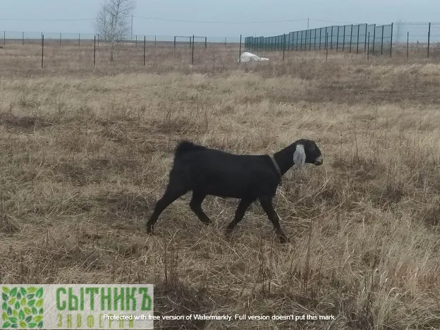 Фермерское поле раздолье для нубийских коз