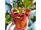 Венерина Мухоловка, Дионея Мусципула (Dionaea muscipula). Купить Хищное растение Дионея в Украине.