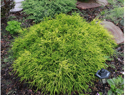 Кипарисовик горохоплодный Sungold, C2