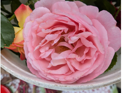 Амелия Ренессанс