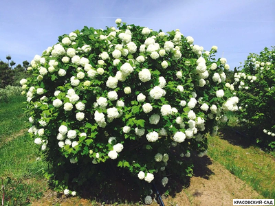 Топиар калина Розеум в форме шара - Roseum