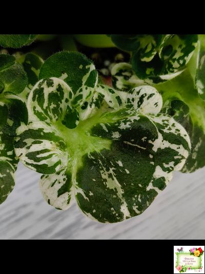 МТ-Кокилье (М. Тотиева) 2023 г.