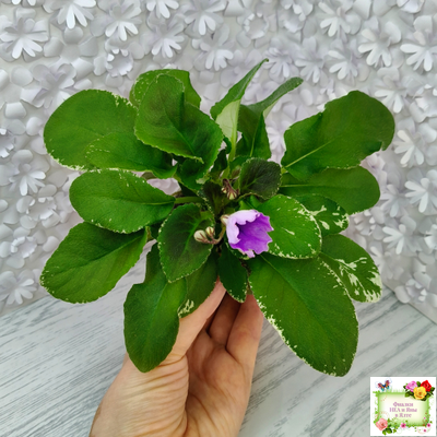 LV-Птичка, Лети! (Л. Шевелева) (лист посажен 21.10.25)