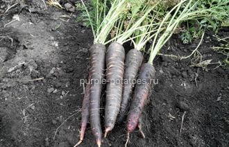 Морковь фиолетовая Dracon Carrot