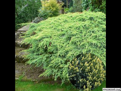 Можжевельник Холгер - Holger