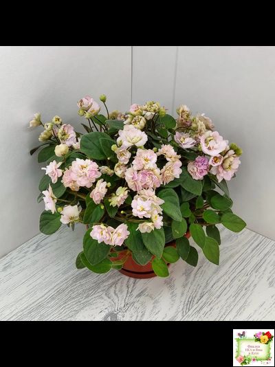 Pink Mint (S.Sorano) трейлер (пасынок срез)