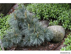 Сосна стланиковая Глаука кедровая - Pinus pumila glauca