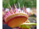 Dionaea muscipula Cross teeth#1