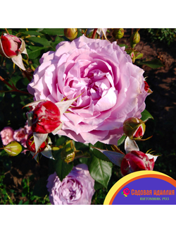 Новалис (Novalis)