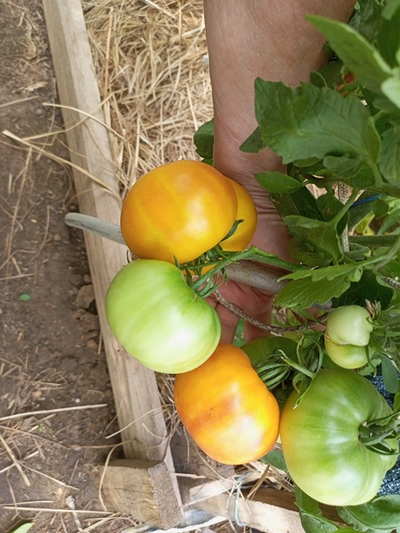 Томат Медовое авеню (Honey avenue)