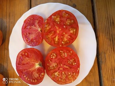 Томат Озарк закат (Ozark sunset), Германия