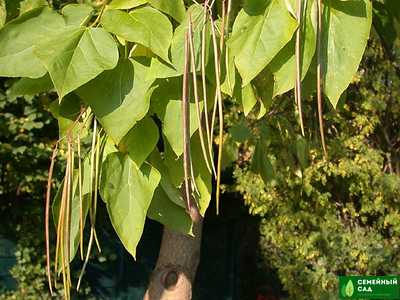 Катальпа бигнониевидная  (Макаронное дерево)