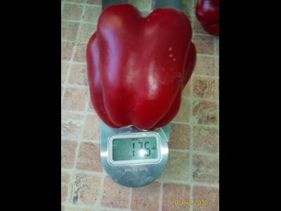 Перец сладкий Большая Берта (Big Bertha)