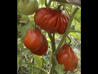 Томат Сердце Альбенги (Albenga), Италия