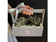 Ящик с растениями, суккуленты купить, необычные подарки, композиции с суккулентами, подарок маме