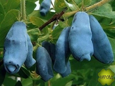 Жимолость "Ленинградский великан" (сладкая, крупная ягода, саженец 2 года)